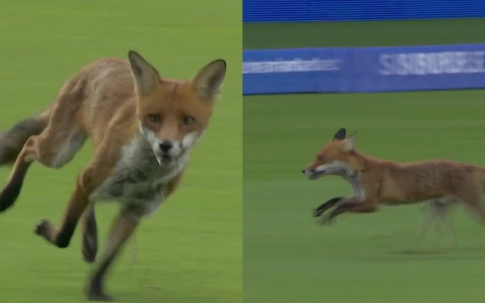 [WATCH] Hundred Men's 2025: Play gets halted after wild fox enters field, video goes viral