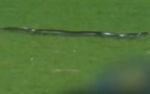 Snake.